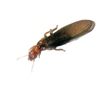 屋根のアメリカカンザイシロアリ被害