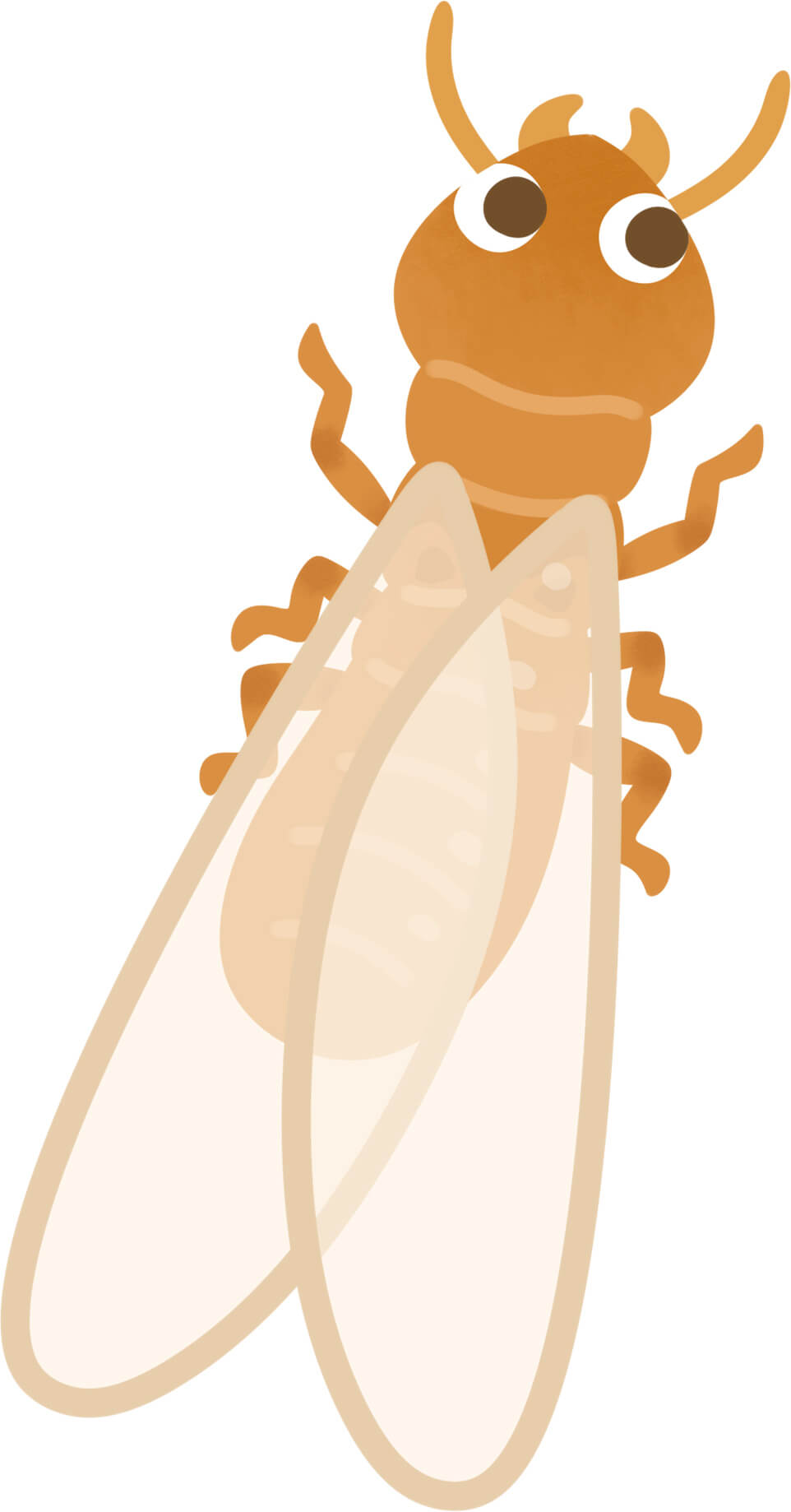 屋根のイエシロアリ被害