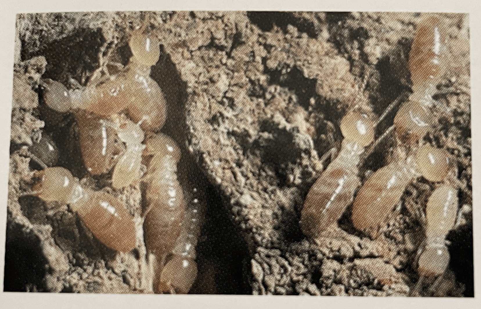 屋根のイエシロアリ被害