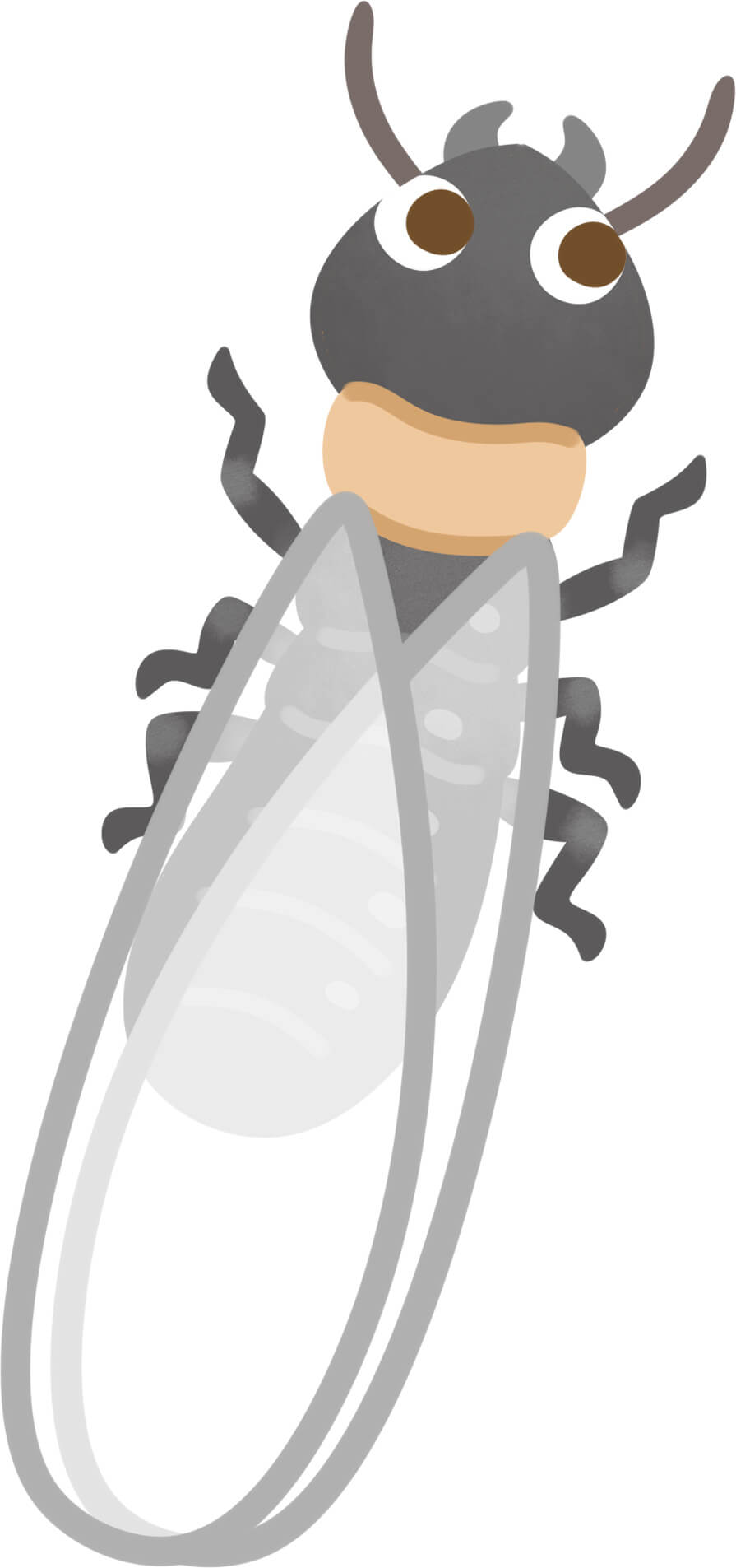 屋根のシロアリ（ヤマトシロアリ）被害