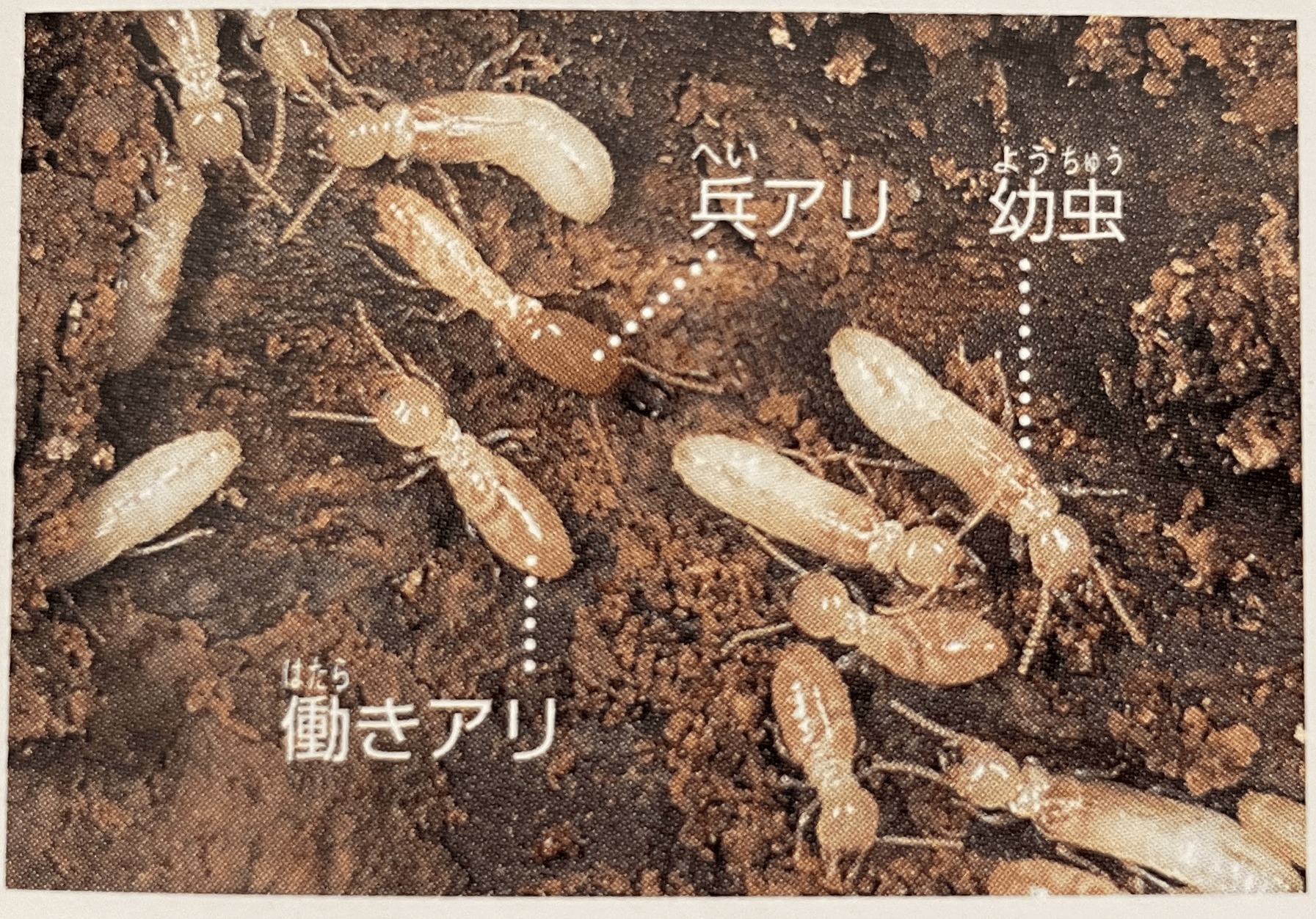 屋根のシロアリ（ヤマトシロアリ）被害