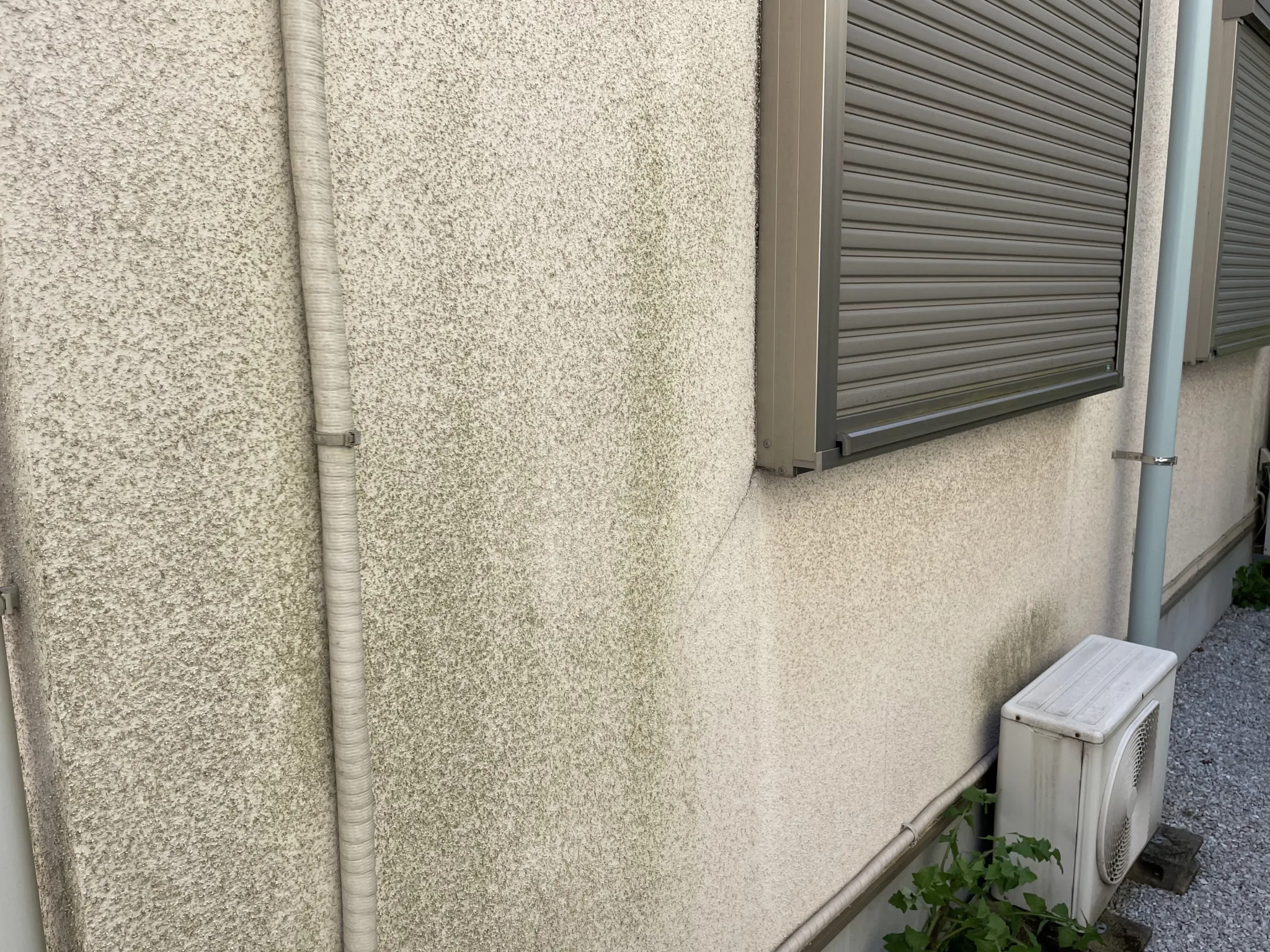 モルタルのカビ・藻・コケ