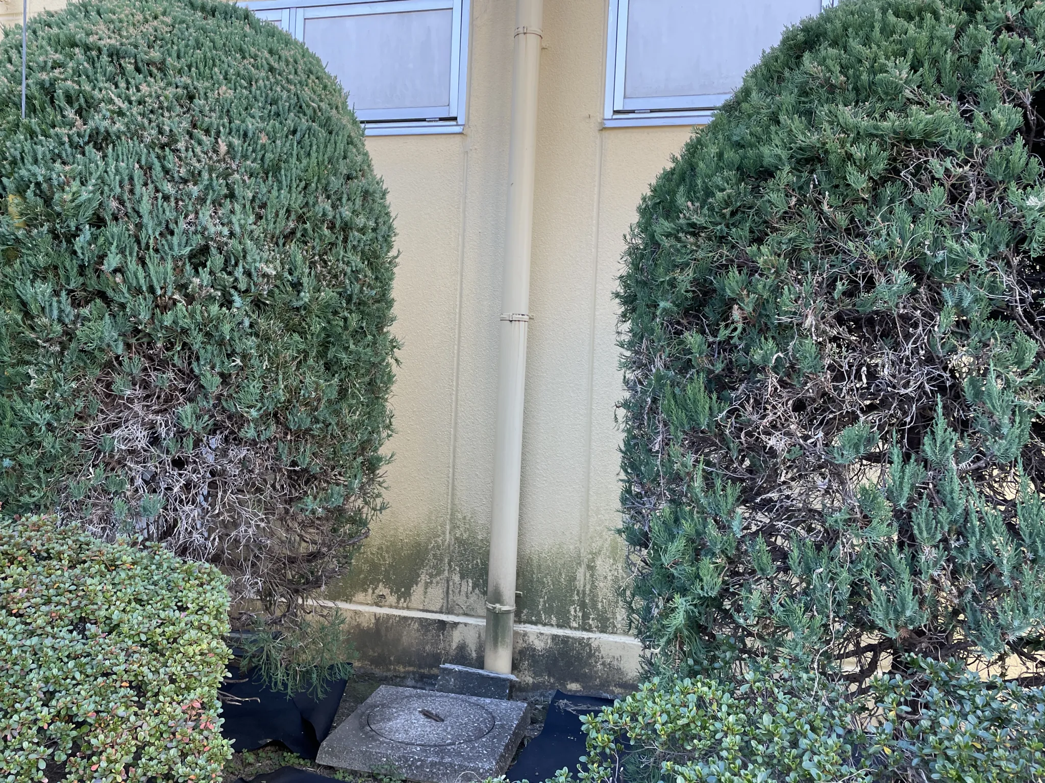 ALCのカビ・藻・コケ